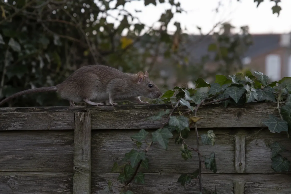 Brown rat walking along a garden fence beside ivy at dusk