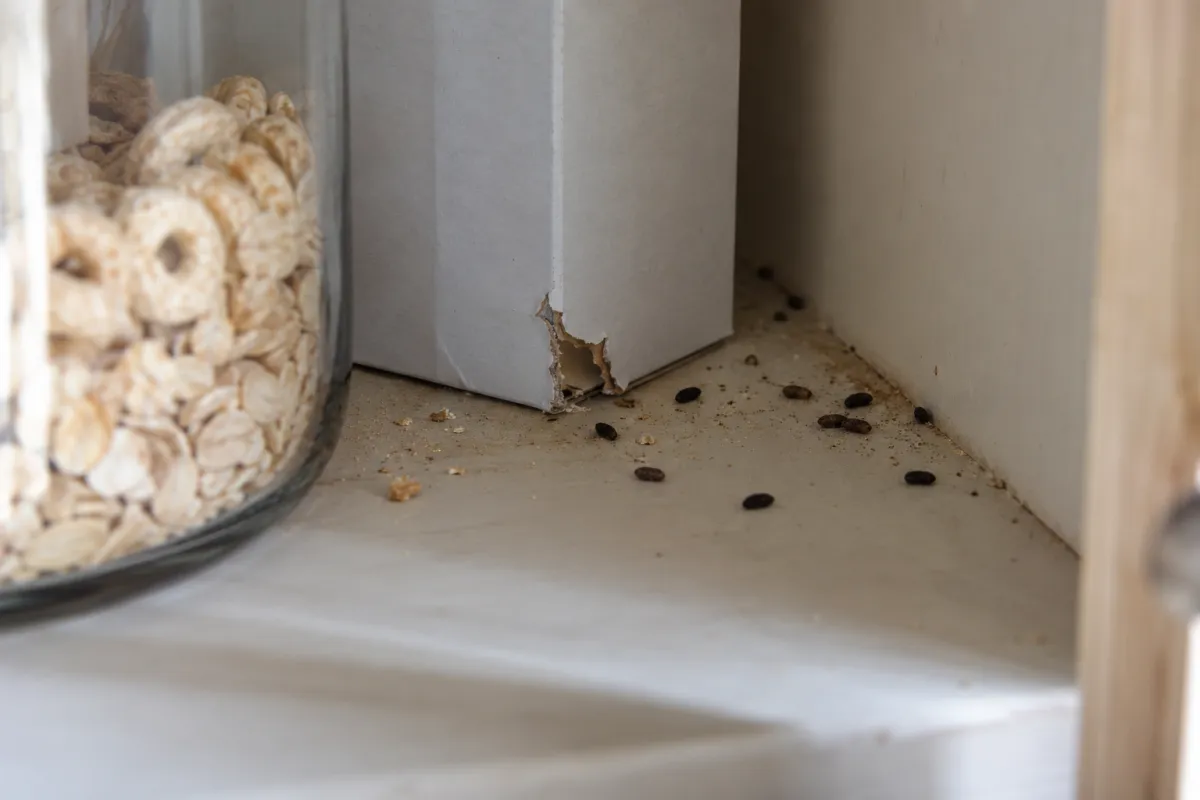 Small mouse droppings and a nibbled cereal box at the back of a kitchen cupboard