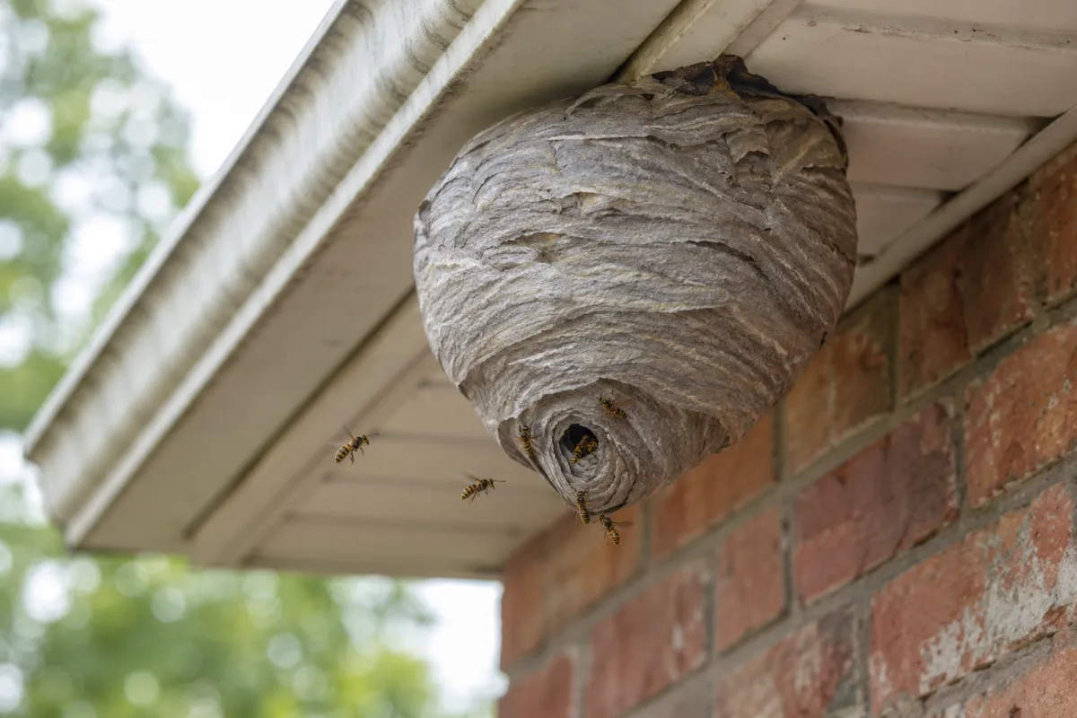 Grey papery wasp nest under the eaves of a brick house