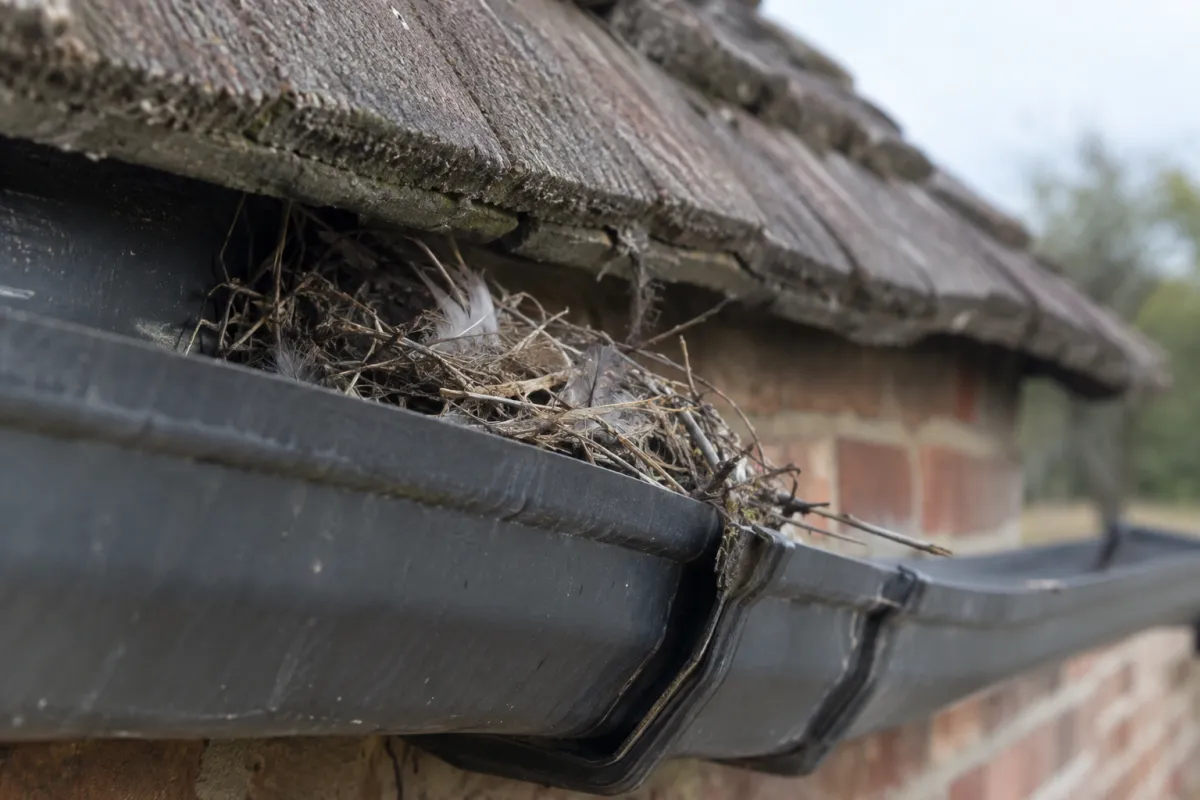 Old bird nest lodged behind a gutter at the eaves of a house