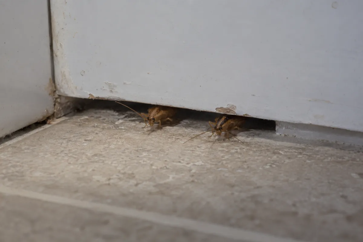 Boxed-in pipework and service riser in the corner of a flat kitchen, with a cockroach at the base