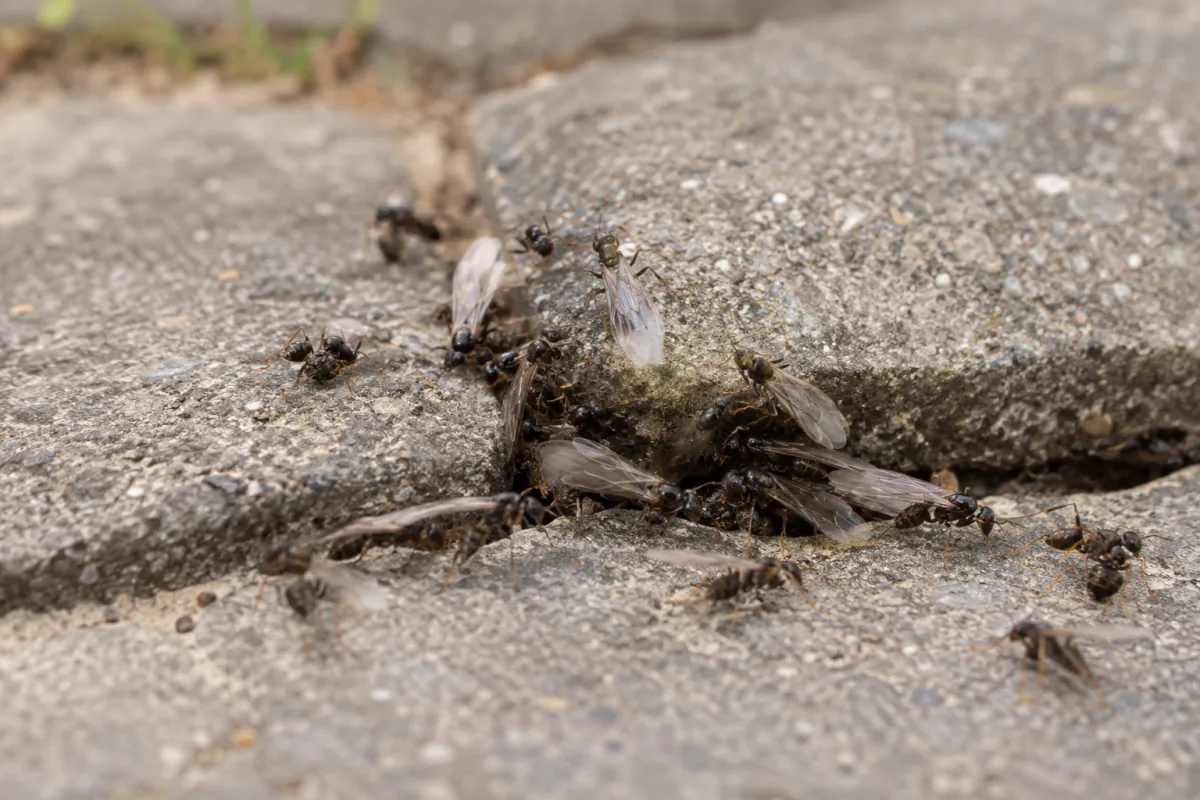 Winged black ants emerging from the gaps between paving stones