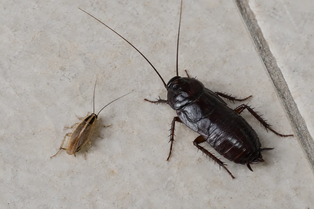 Small light brown German cockroach beside a larger, dark Oriental cockroach on pale tiles