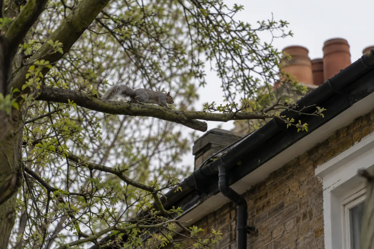 Tree branches overhanging the roof of a terraced house, with a grey squirrel running along one