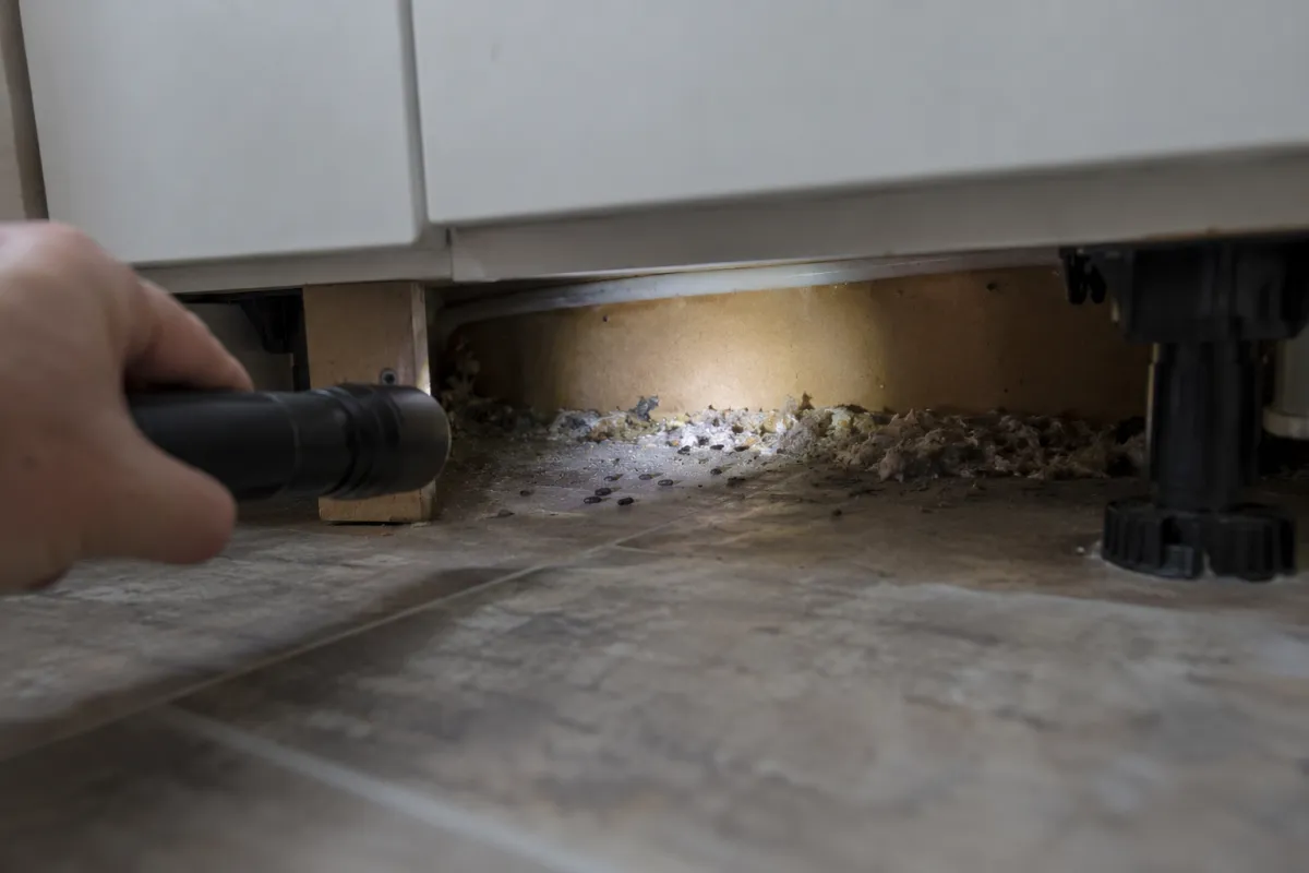Torch shining into the gap behind a removed kitchen plinth, showing mouse droppings and shredded nest material