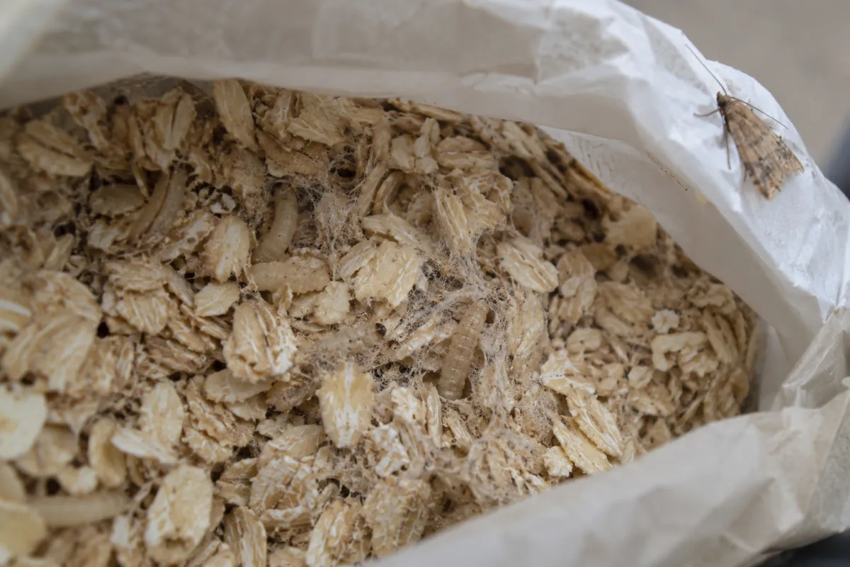 Silken webbing and small caterpillars in an open packet of oats