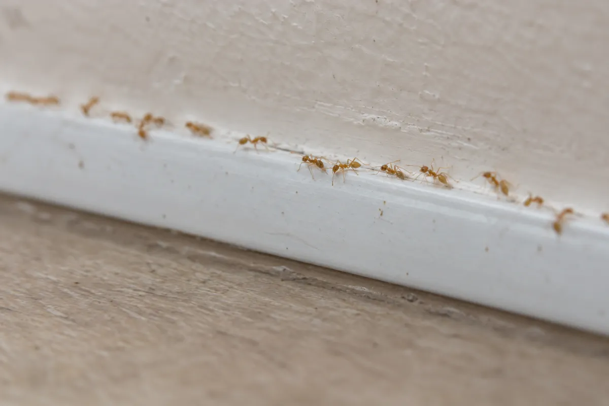 Tiny pale yellow ants trailing along a skirting board near a radiator pipe