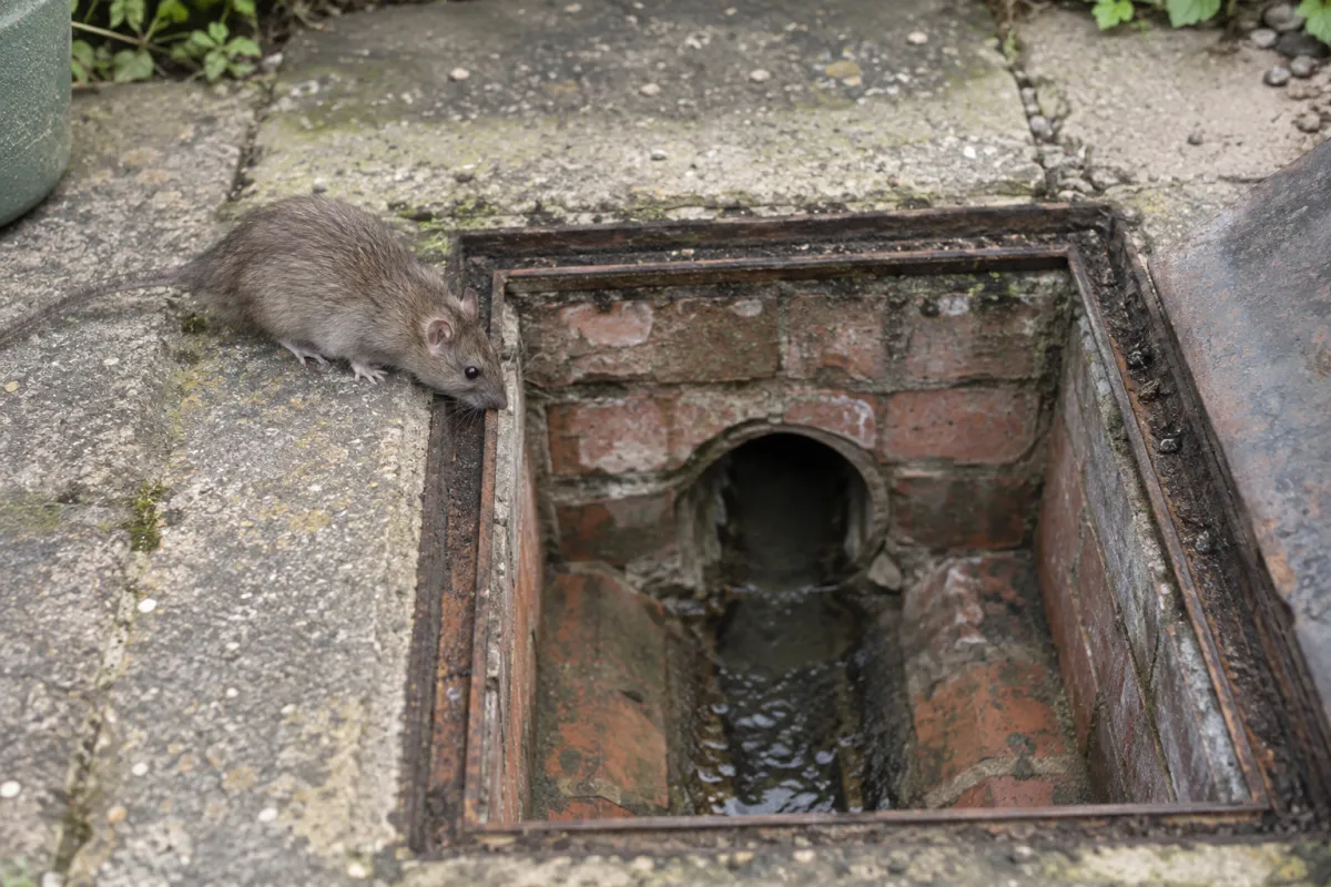 Open drain inspection chamber in a back yard with a brown rat at its edge