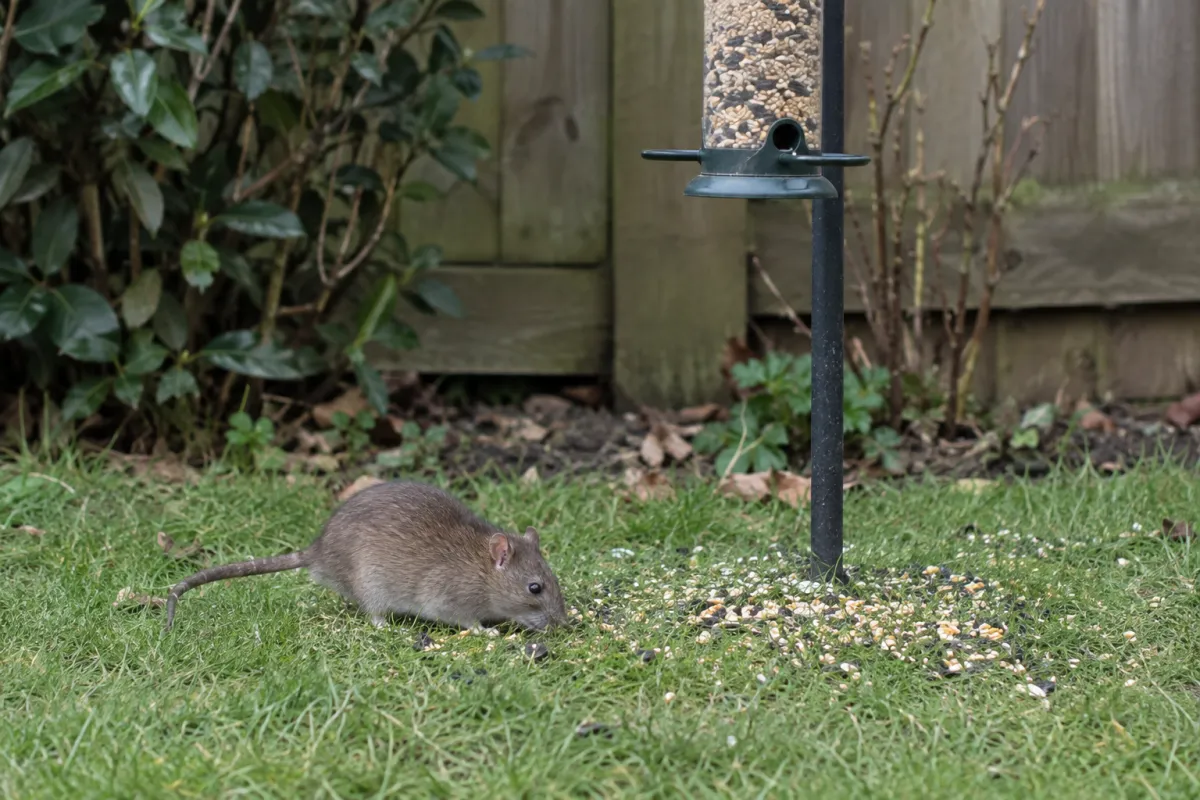 Brown rat on a lawn beneath a bird feeder, feeding on spilled seed