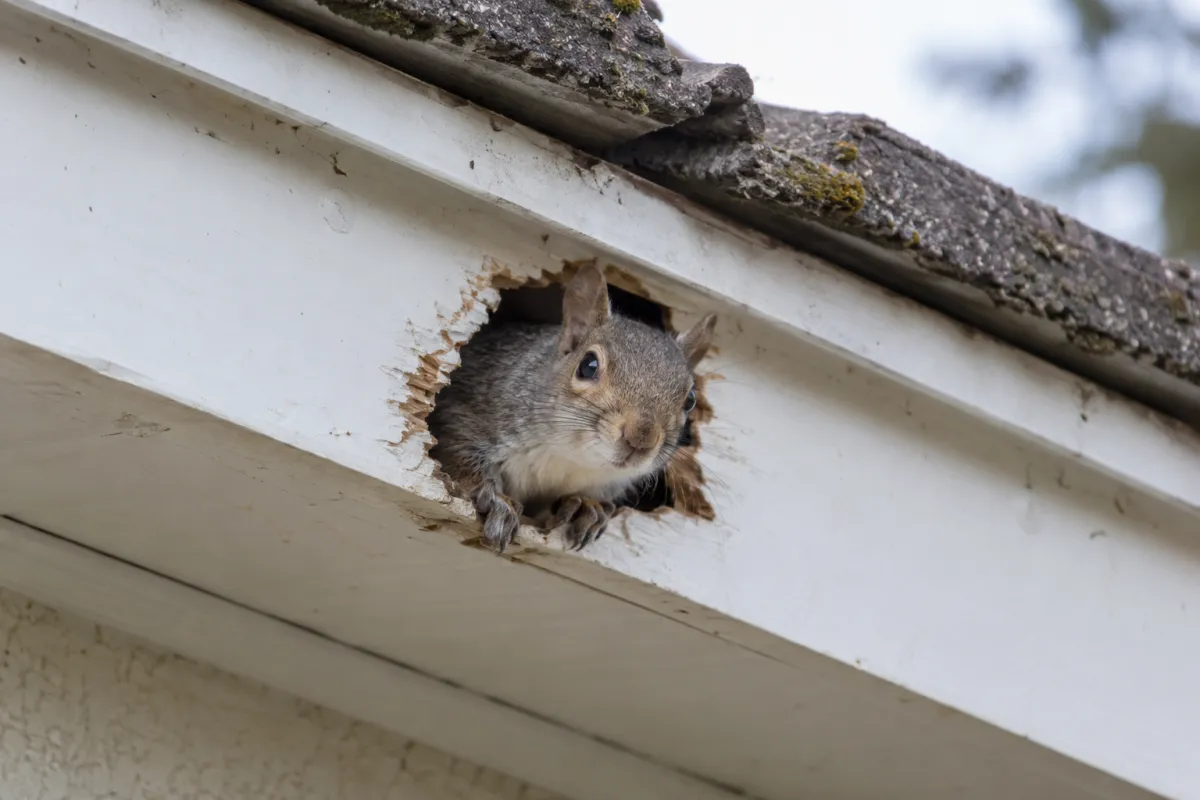 Grey squirrel peering out of a chewed hole in a soffit board