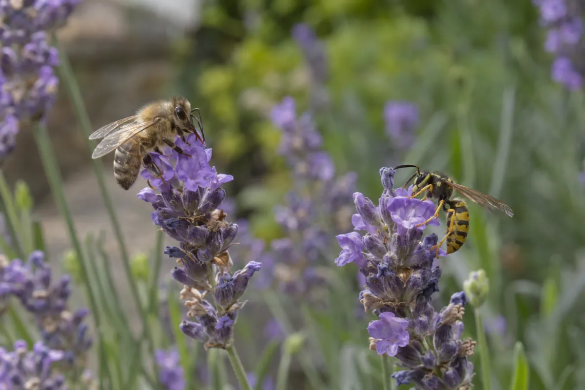 Honeybee and common wasp side by side on lavender flowers