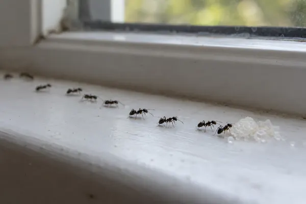 Trail of black garden ants on a white kitchen windowsill