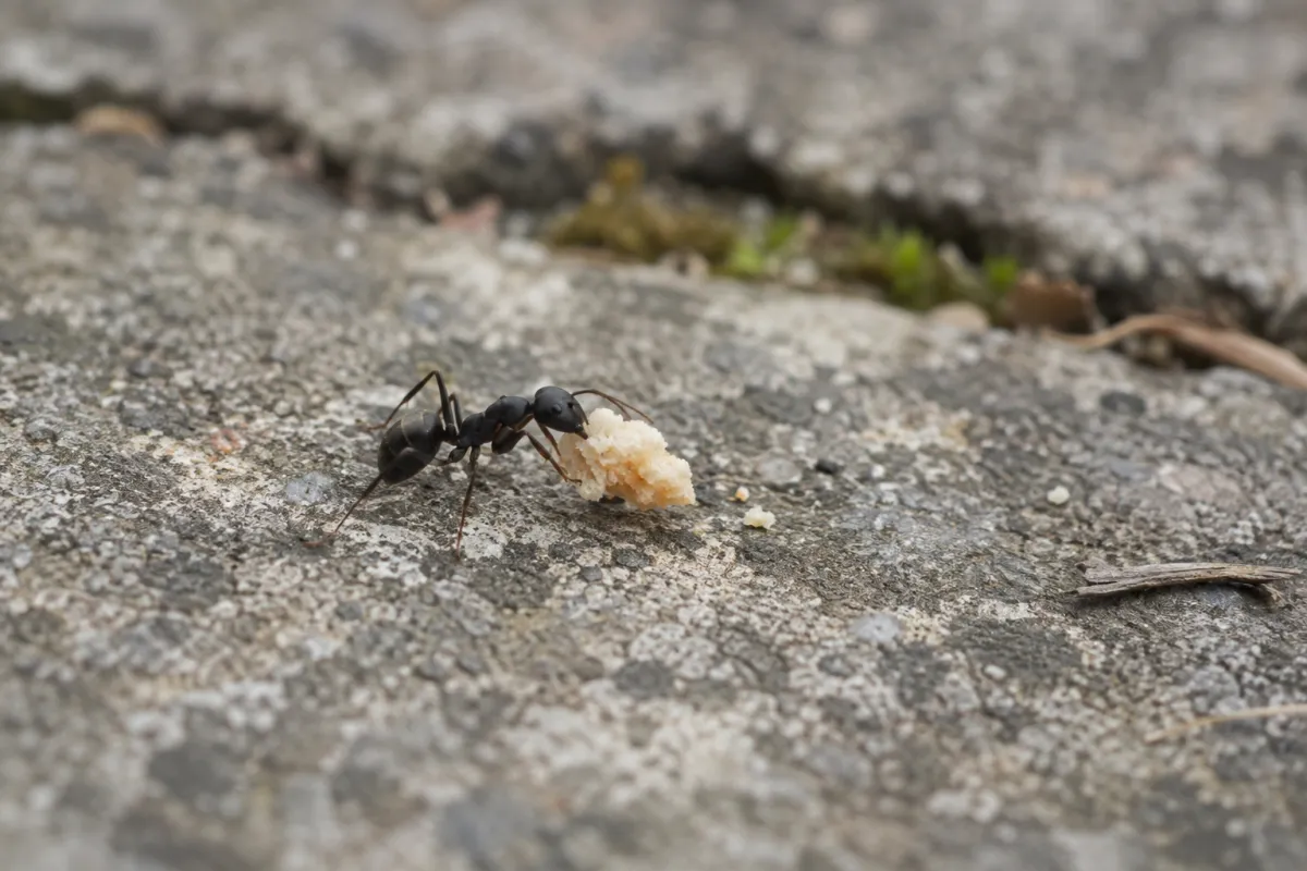 A black garden ant carrying a crumb across a paving stone