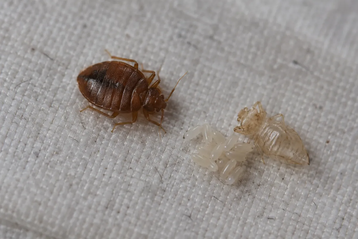 An adult bed bug on pale fabric beside tiny pale eggs and a shed skin