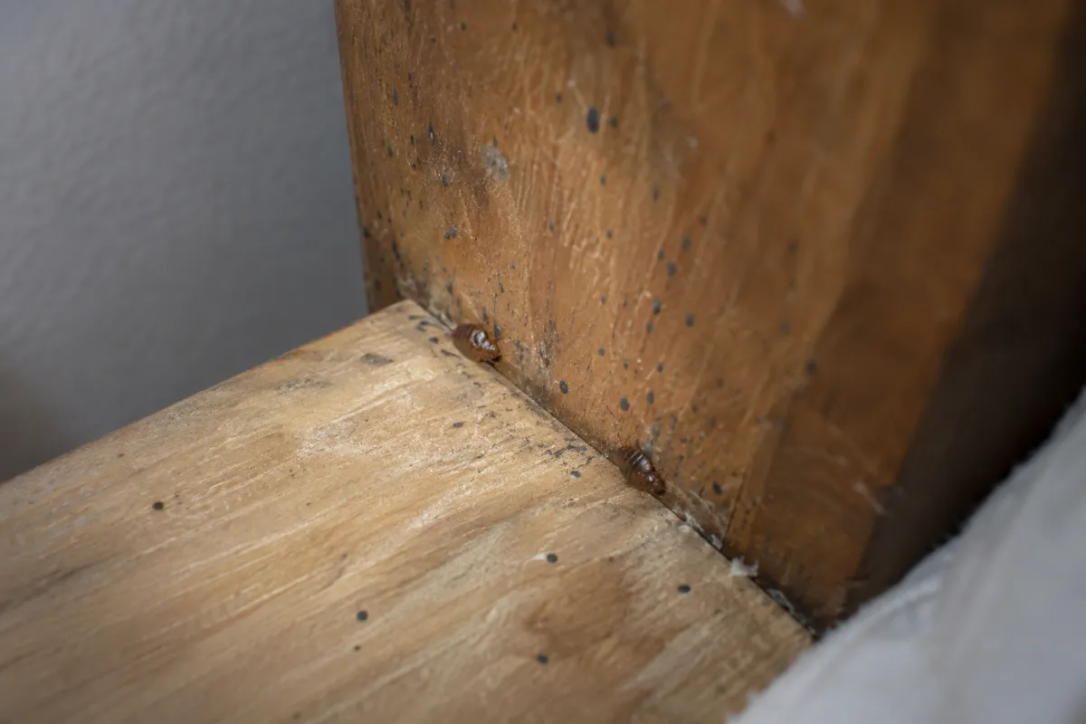 Two bed bugs and dark spots in the joint between a wooden bed frame and headboard