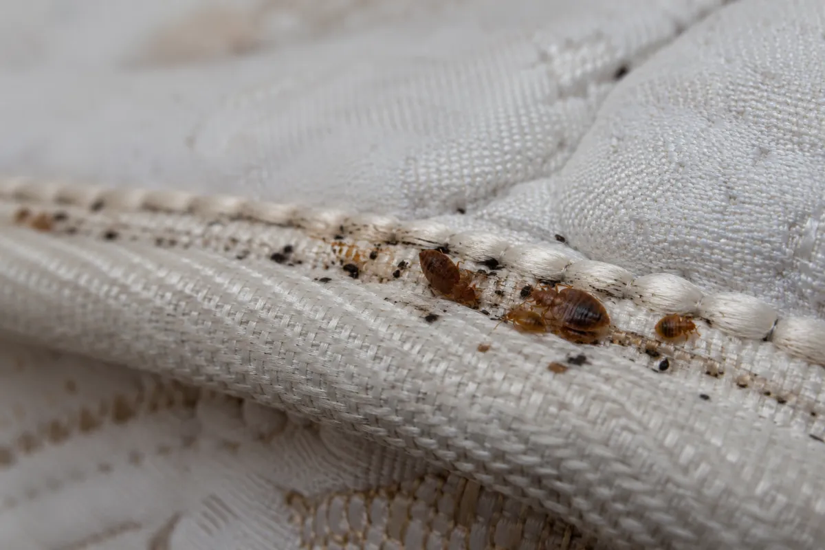 Bed bugs and dark spots along a mattress seam
