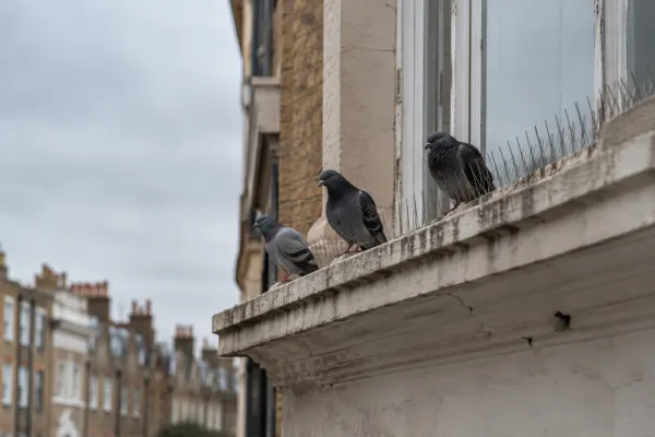 Feral pigeons on a ledge above a shopfront fitted with bird spikes