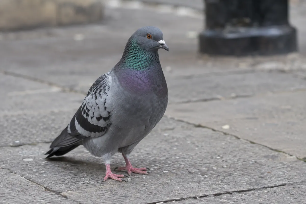 Feral pigeon on a London pavement, with green and purple sheen on its neck feathers