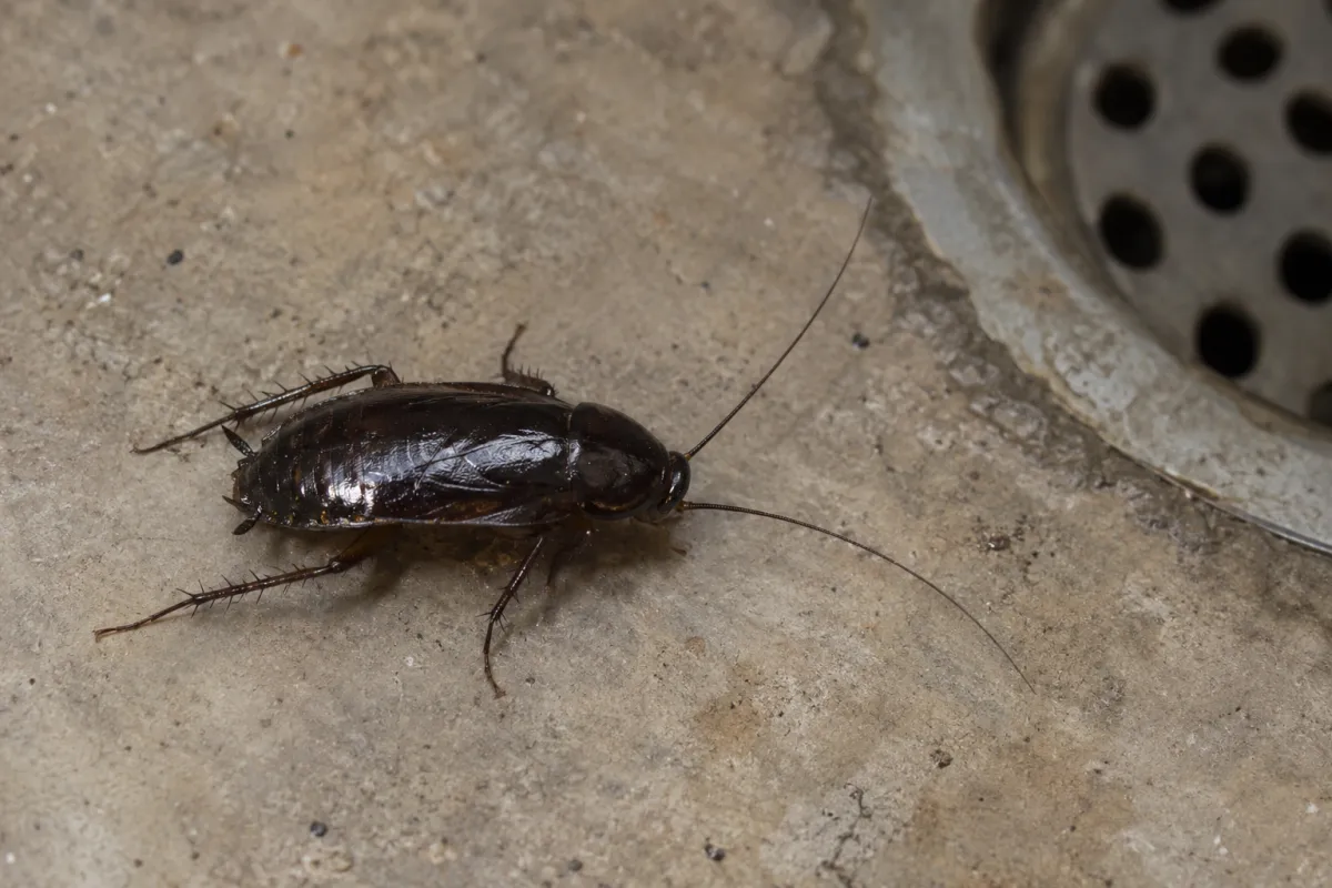 A glossy dark Oriental cockroach on a concrete floor near a drain