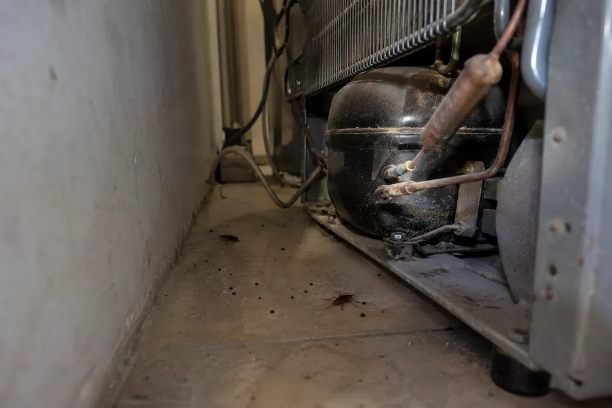 Cockroaches and droppings on the floor in the warm gap behind a fridge, with the motor and coils visible