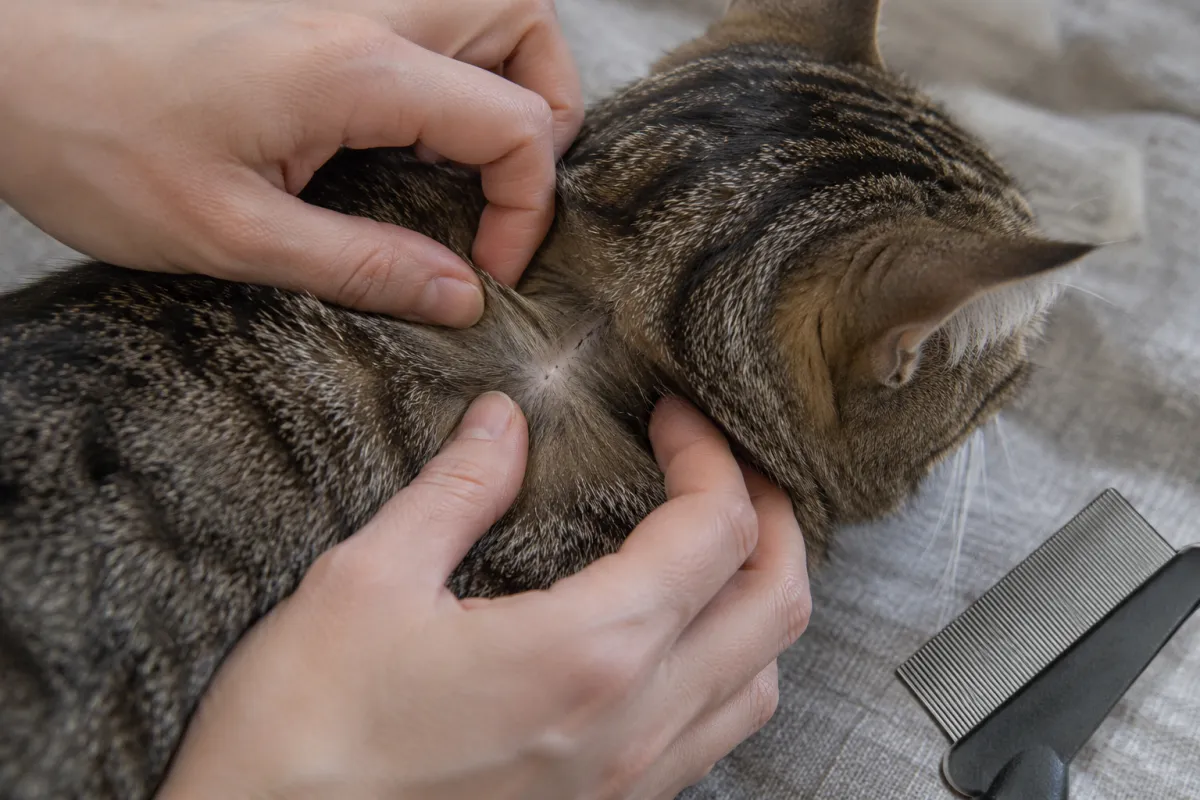 Fingers parting a tabby cat's neck fur to check for fleas, with a metal flea comb nearby