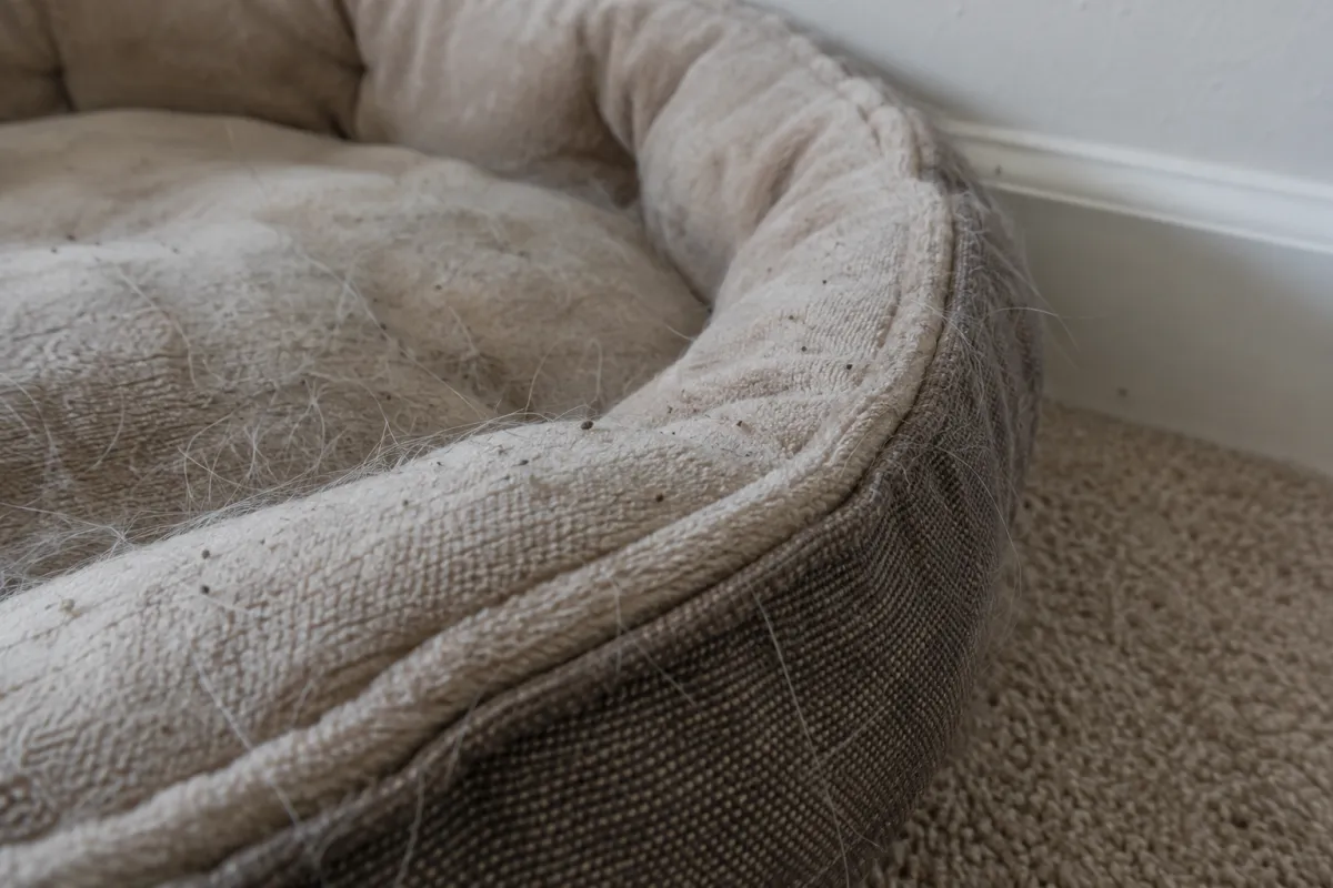 A pet bed on carpet covered in pet hair and dark specks of flea dirt