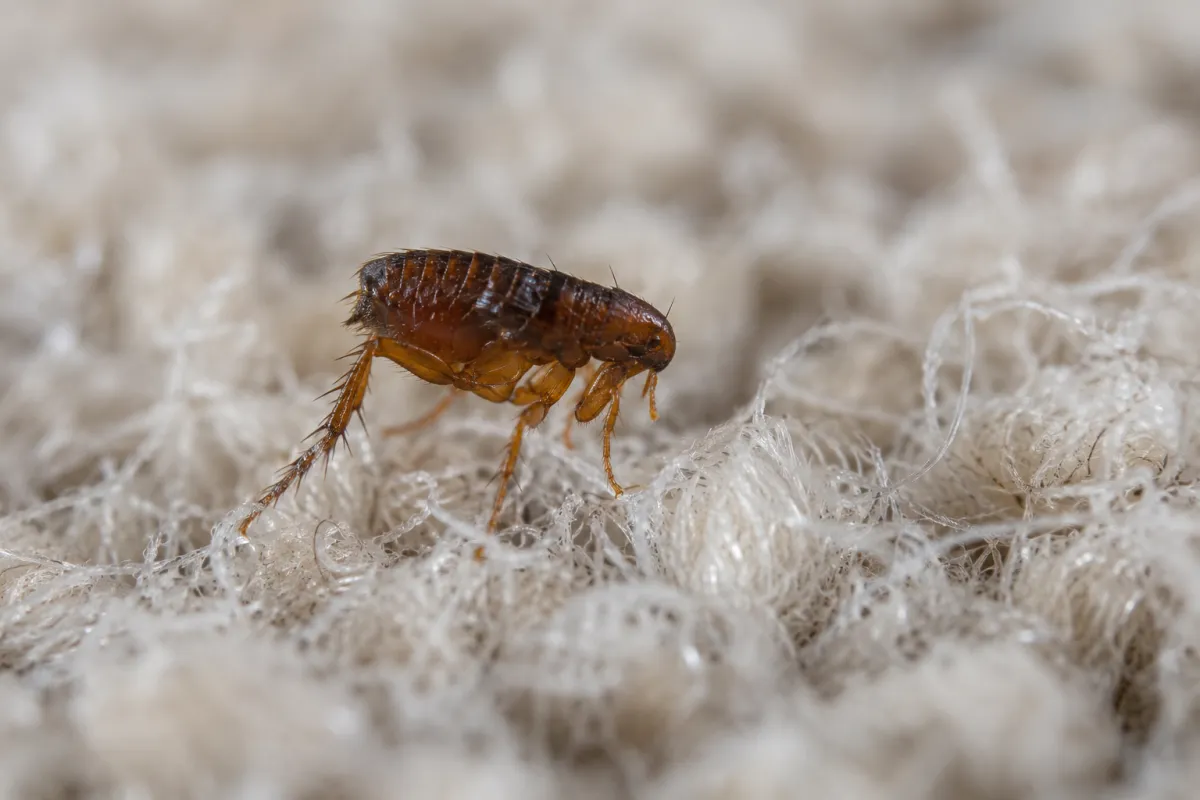 Cat flea among carpet fibres
