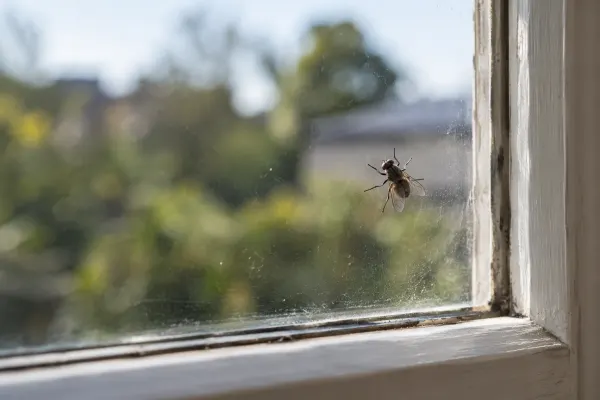House fly on a sunlit window
