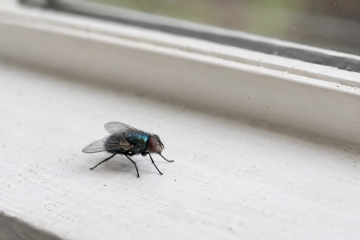 Bluebottle resting on a white kitchen windowsill