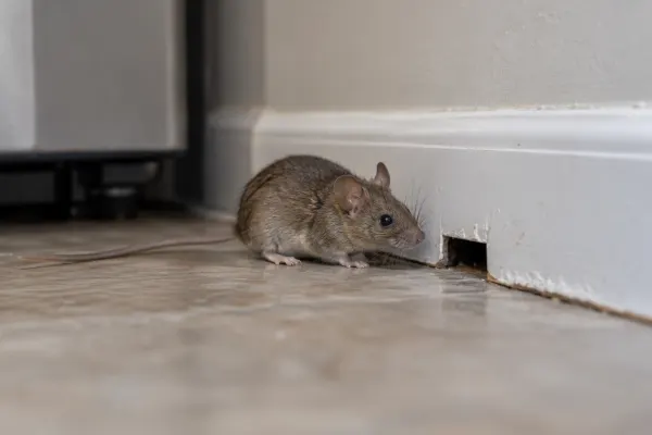 House mouse beside a gap in a kitchen skirting board
