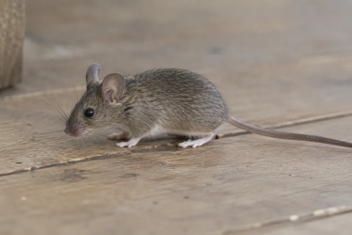House mouse on a wooden floorboard, side on, showing its large ears, pointed snout and long thin tail