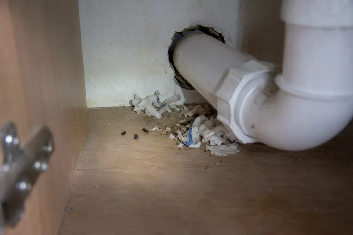 Gap around a pipe at the back of an under-sink kitchen cupboard, with mouse droppings and shredded paper