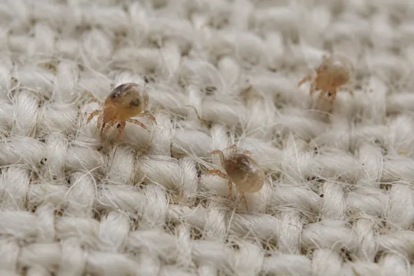 Close-up of tiny mites on pale fabric