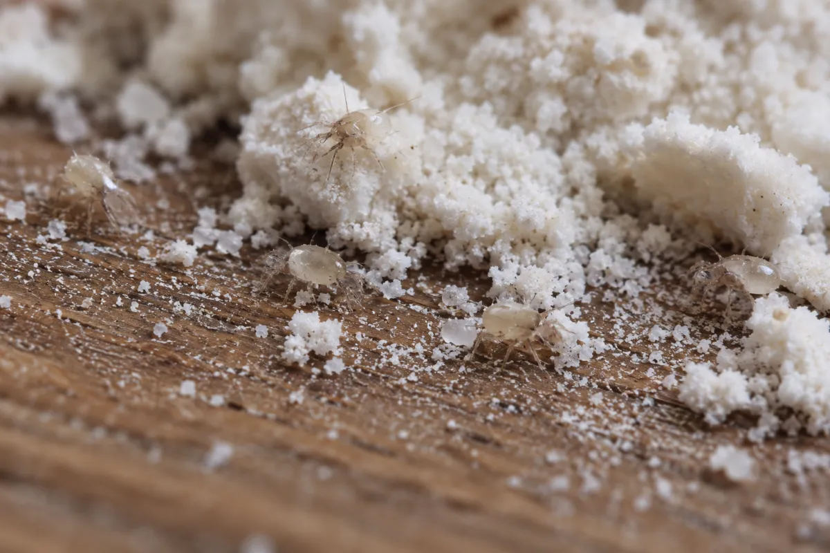 Tiny pale flour mites on spilled flour on a pantry shelf