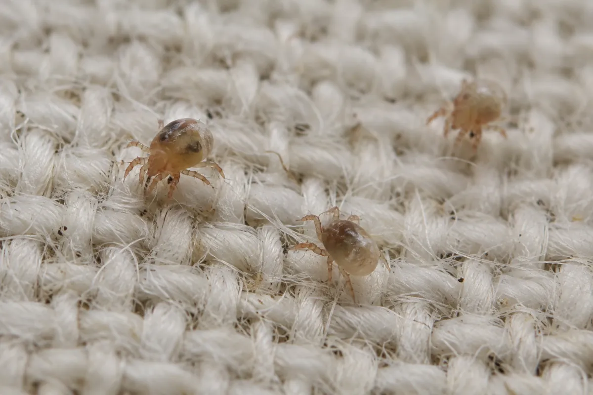 Close-up of tiny mites on pale fabric