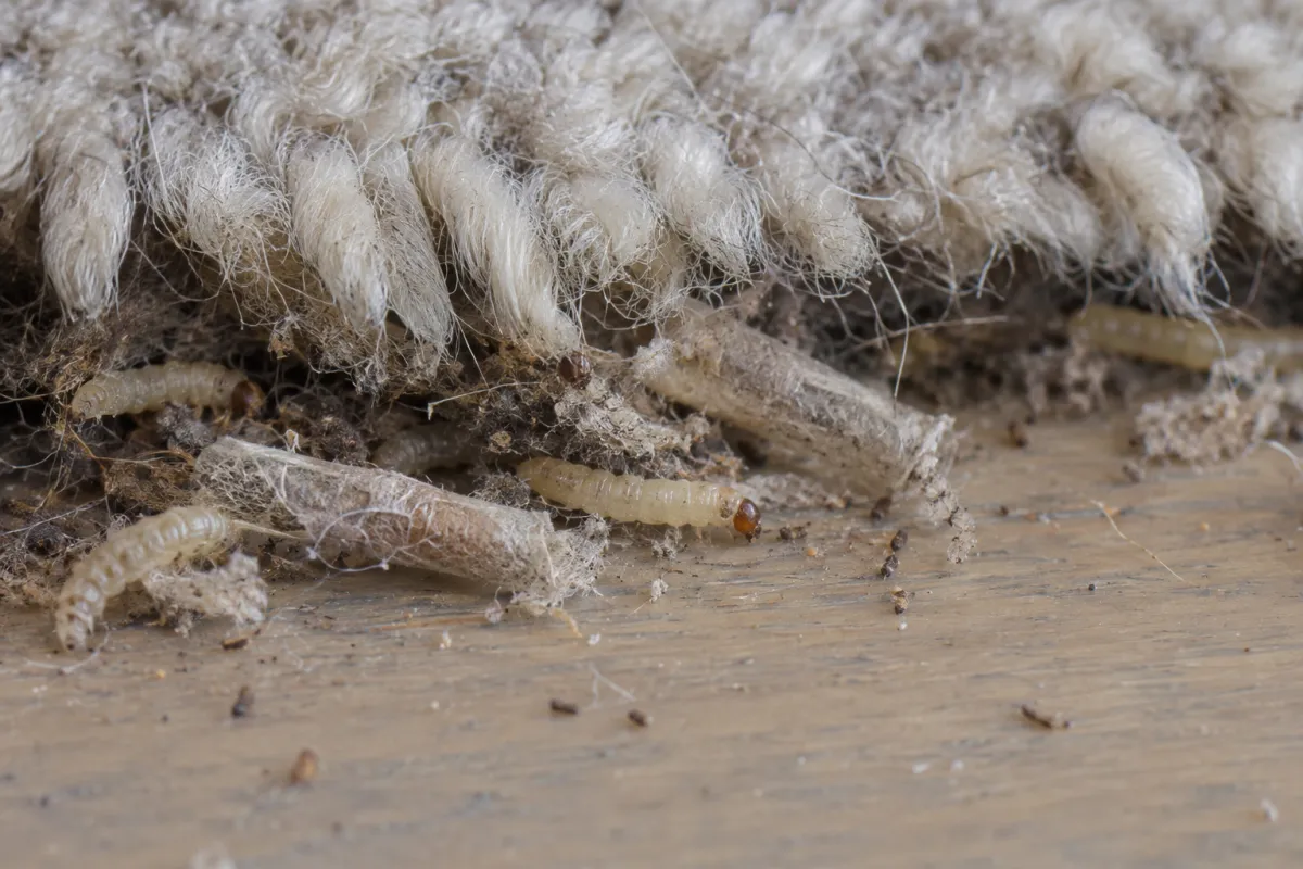 Clothes moth larvae and silken tubes in the edge of a woollen carpet