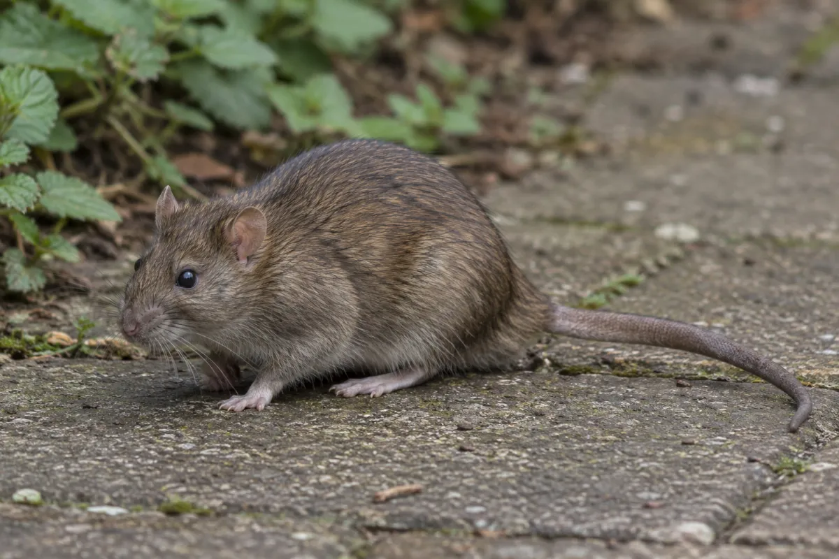 Brown rat on a garden path, showing its blunt snout, small ears and thick scaly tail