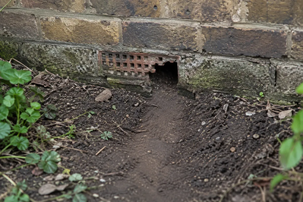 Broken air brick at the base of a brick house wall, with a worn rat run in the soil below it