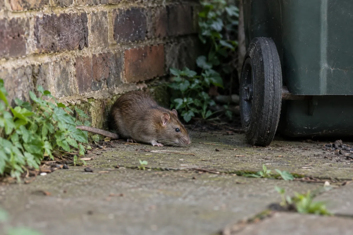 Brown rat beside a brick garden wall and a wheelie bin