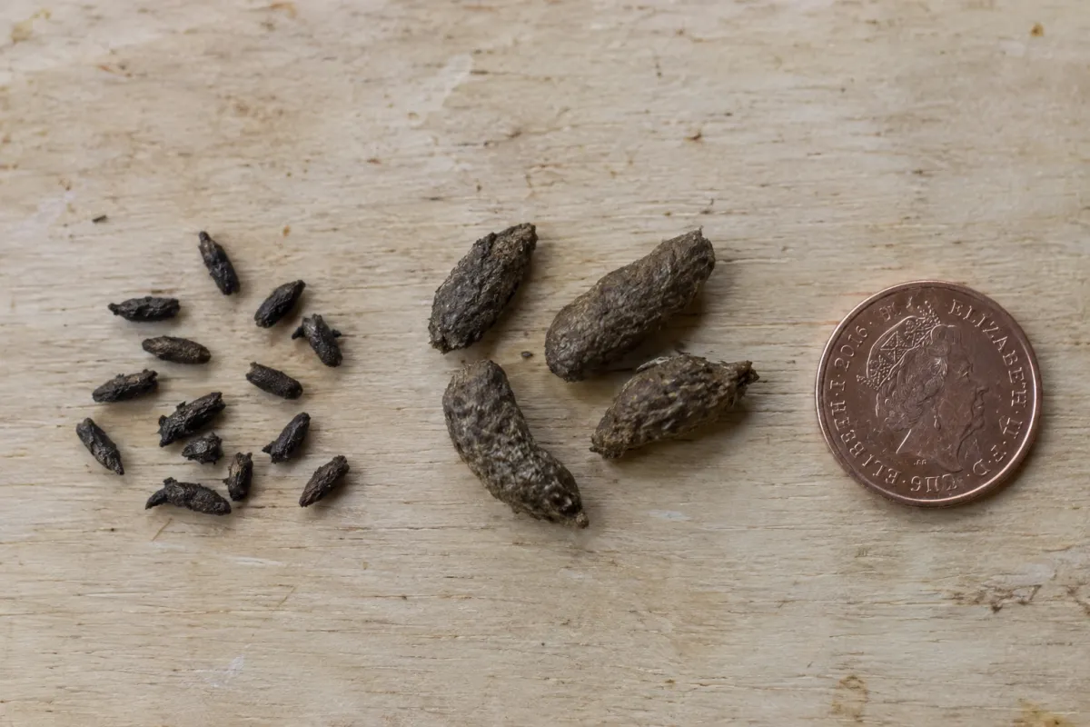 Small mouse droppings and larger rat droppings in two groups on a pale board, with a 1p coin for scale