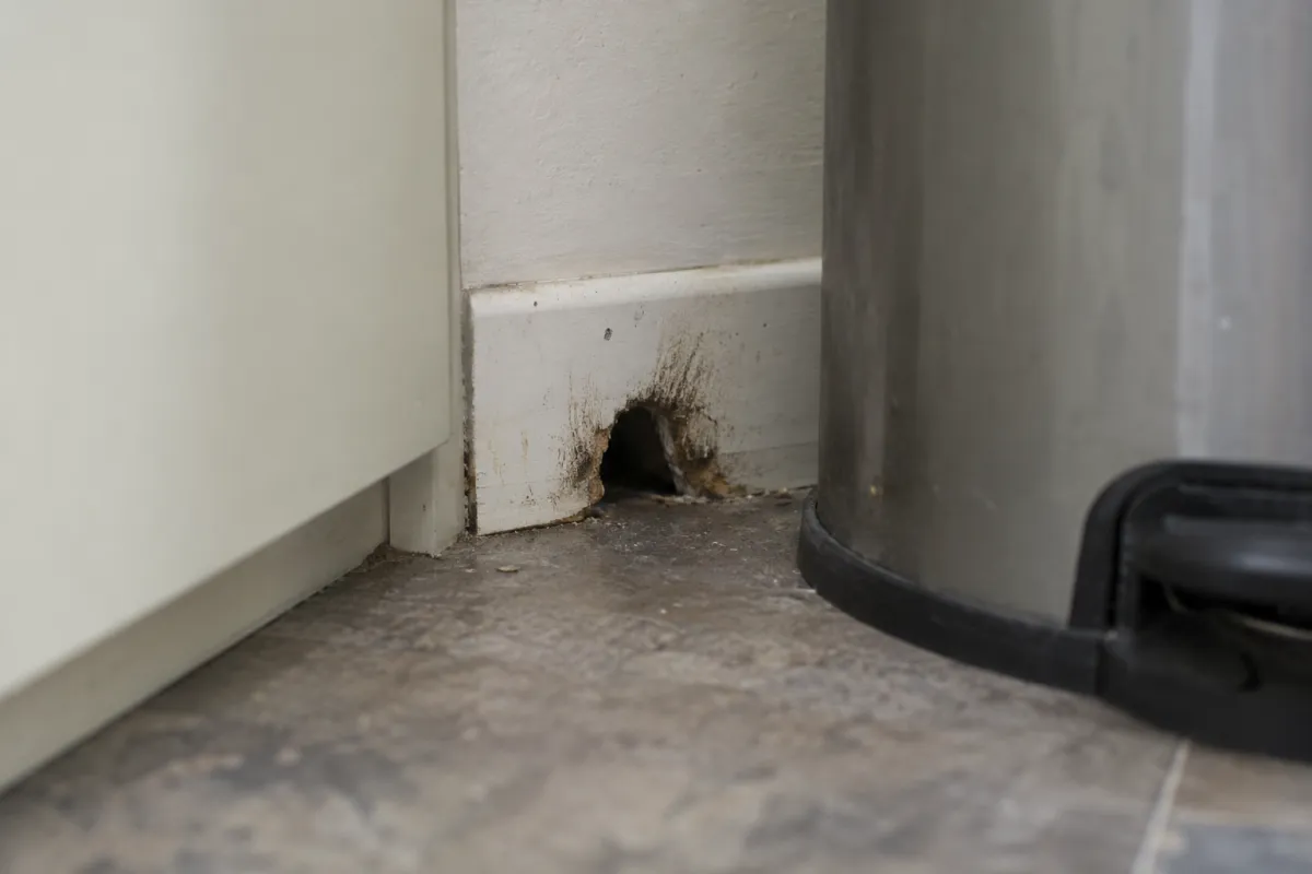Gnawed hole at the base of a kitchen skirting board, with dark greasy smear marks around it