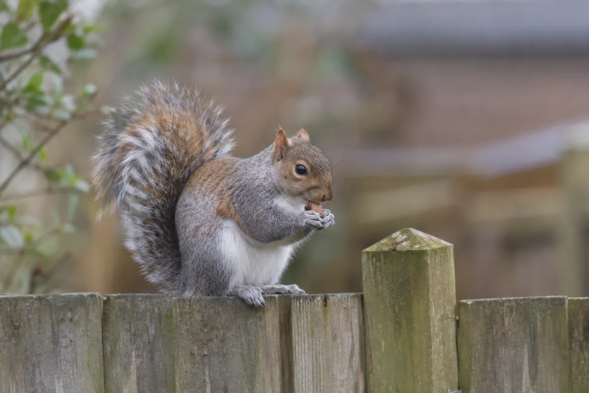 Grey squirrel sitting on a garden fence, holding a nut in its front paws