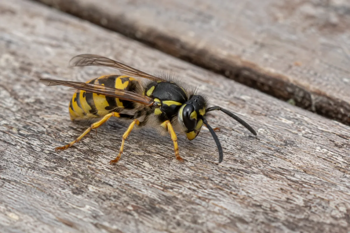 Common wasp on a wooden garden table, showing its yellow and black banding