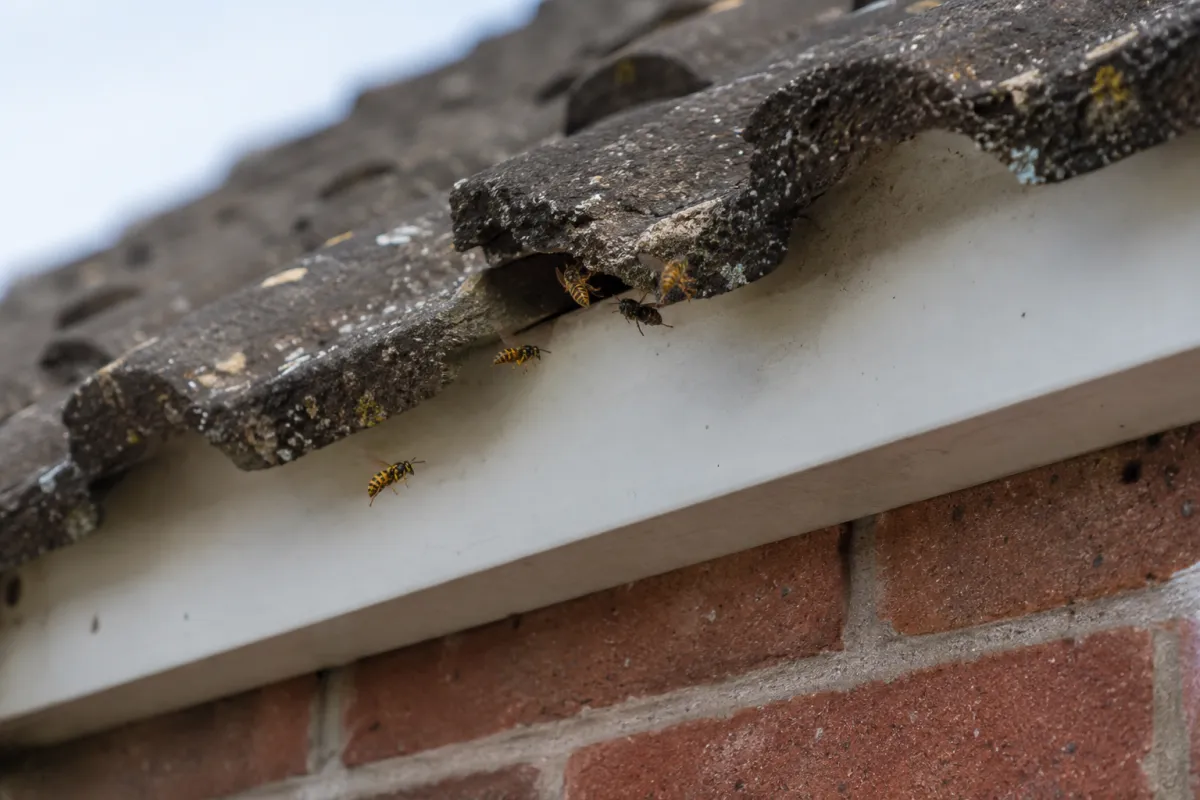 Wasps flying in and out of a gap under the roof tiles at the eaves