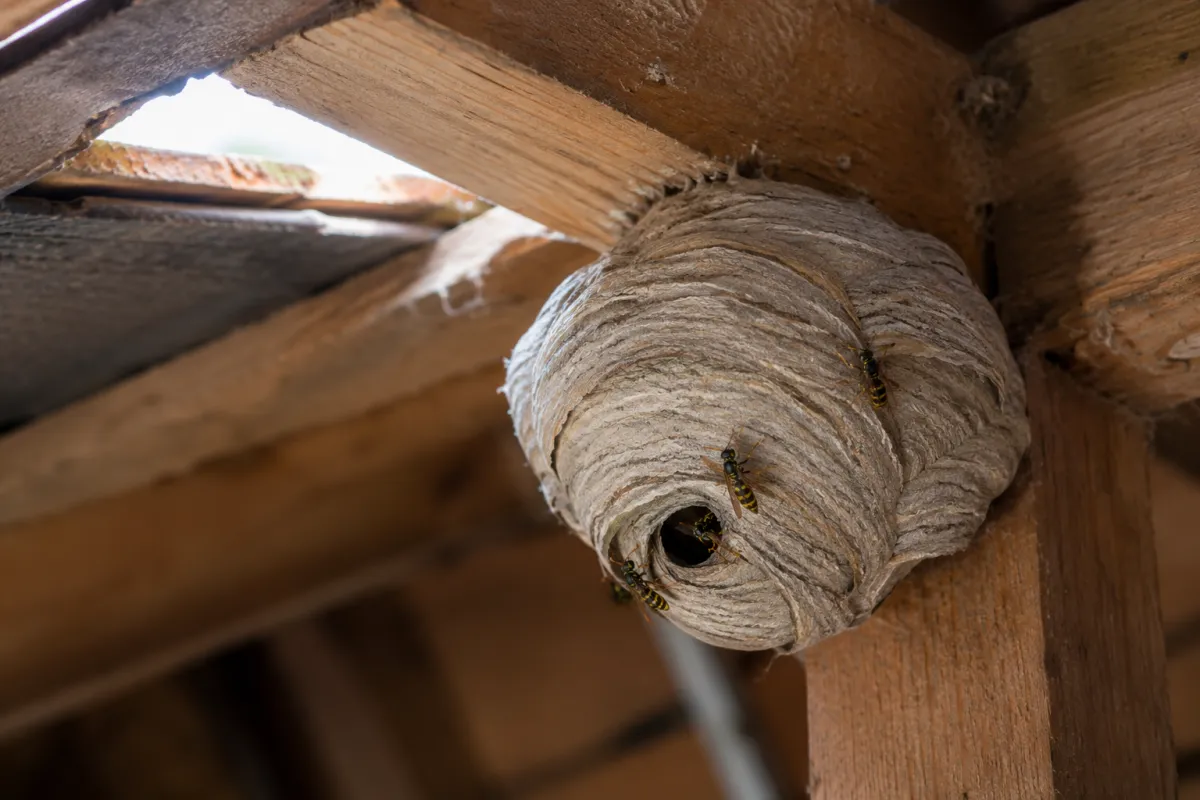 Papery wasp nest attached to a loft rafter